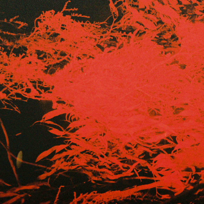 Anthony Naples - In Studio Magic